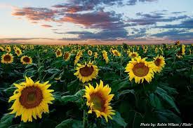 Interesting Facts About Sunflowers Just Fun Facts Sunflower Scientific Name Uses Of Sunflower Yellow Flowers Names