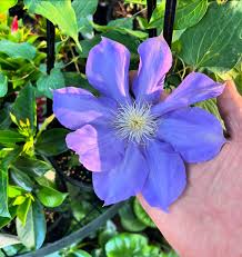 Image result for Clematis costata