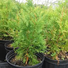 Buy cedar trees and bushes online with delivery right to your door. Eastern White Cedar 2 Gallon Ferguson Tree Nursery