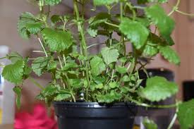 Dabei spielte die signaturenlehre oftmals eine wichtige. Wissenswertes Warum Halten Sich Krauter Im Plastiktopf Oft Nicht Lange Kempten