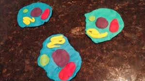 Animal cell project with play doh. Animal Cell Model Made With Play Dough Cytoplasm Blue Nucleus Purple Vacuole Green Golgi Bodies Yellow M Animal Cells Model Cell Model Playdough