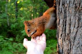 Forest Animals Different Types Examples Solved Question