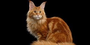 Kucing maine coon adalah kucing ras terbesar dalam ras. Terlihat Gagah Namun Berwajah Imut Ini Fakta Menarik Tentang Kucing Ras Maine Coon Merdeka Com