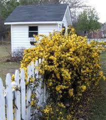 Carolina Yellow Jasmine Vine Taking Over My Fence Carolina Jasmine Poison Garden Sempervirens