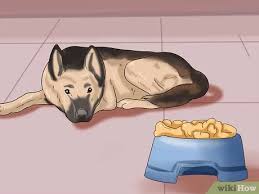 How do you know if cancer has spread to dogs? How To Know If Your Dog Has Cancer 11 Steps With Pictures