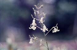 Image result for Tecophilaeaceae