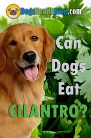 Benefits/drawbacks to cats eating cilantro. Pin On Dog Food