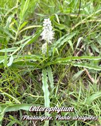 Image result for Chlorophytum macrosporum