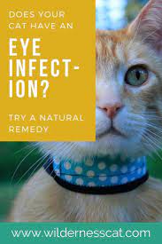 Does Your Cat Have An Eye Infection Find Out And Learn How To Give Your Cat Relief Cateyeinfection Cat Eye Infection Kitten Eye Infection Kitten Eyes