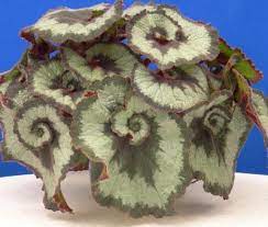 House Plants Requiring Minimum Temperature 10 12 C Begonia Perennial Plants Painted Leaves
