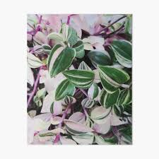 Check spelling or type a new query. Wandering Jew Art Board Prints Redbubble