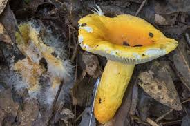 Image result for Russula flavida