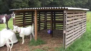 Wood is an ideal substrate for paint. Our Goat Shelter Using Free Pallets Youtube