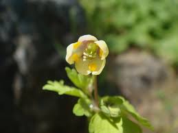 Image result for Isopyrum nipponicum