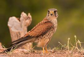 Eurasian Kestrel (Falco tinnunculus) · iNaturalist