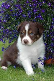 Red Border Collie Pups Collie Puppies Collie Puppies For Sale Border Collie Puppies