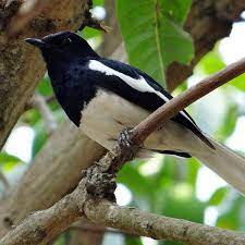 Jenis Kacer Yang Bagus Untuk Lomba Jangan Salah Pilih Hot Liputan6 Com