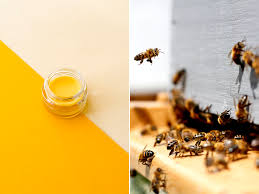 Lippenbalsam mit bienenwachs und kokosöl. Happy Bees Lippenbalsam Aus Bienenwachs Chestnut Sage