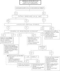 Su origen es genético y de naturaleza hereditaria. Https Www Sen Es Pdf Neuromuscular Motoneurona Pdf