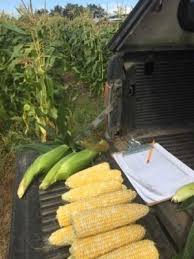 Ready to learn how to grow corn in your garden? Sweet Corn Seed Production Quick Reference Organic Seed Alliance