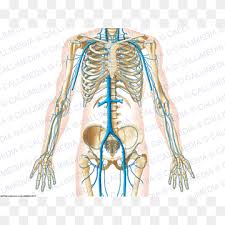 Label and color the left ventricle yellow. Thorax Png Images Pngwing