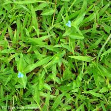Image result for Commelina hockii