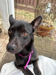 Meet Oreo 🐕‍🦺 This beauty is a...