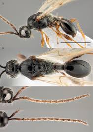 Image result for Disperis sp. nov. aff. bifida