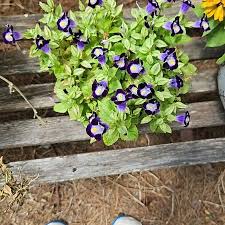 Image result for Torenia