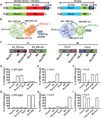Current local time in malaysia. Self Luminescent Photodynamic Therapy Using Breast Cancer Targeted Proteins Science Advances