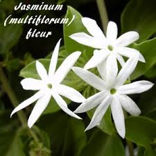 Image result for Jasminum breviflorum