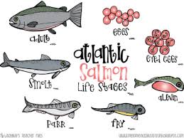 Salmon Life Cycle Poster Worksheets Fish Life Cycle Life Cycles Life Cycles Kindergarten