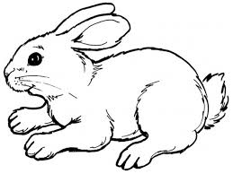 Hundreds of free spring coloring pages that will keep children busy for hours. Realistic Bunny Coloring Pages Disegni Semplici Disegni