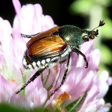 Der körper ist insgesamt oval gebaut, wobei der thorax breiter ist als das abdomen. Japankafer Wikipedia