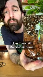 Maidenhair Ferns have a terrible reputation as tricky houseplants that need  super high humidity, but I’ve found that they become surprisingly easy when  I’ve potted them up with this method that makes ...