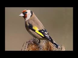 Saka Kusu Goldfinch Kus Sesleri Youtube