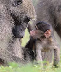 Chacma Baboons By Baboon Matters