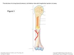 Stability of the compact bone. The Structure Of A Long Bone Humerus Ppt Video Online Download