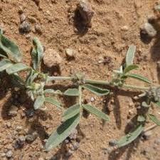 Image result for Indigofera monantha