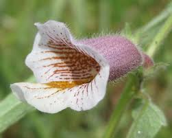 Image result for Pedaliaceae