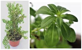 The species of the calibrachoa genus produce an abundance of small flowers in a wide range of colors from spring until fall. Bell Pepper Mottle Virus Reported In Calibrachoa In Germany