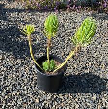 Image result for Senecio hochstetteri