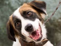 Family relaxing in garden with pet dog. The History Of Dogs As Pets Abc News