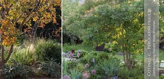 Acer Aconitifolium Japanischer Ahorn Kleine Geholze Fur Den Garten Fur Den Grossraum Munchen Bluhende Be Garten Gartenarchitekt Gartengestaltung