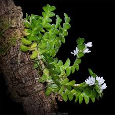 Image result for Angraecum distichum