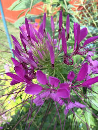 Image result for Cleome macrophylla