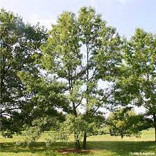 Grows well in usda plant zones 5 to 9. Sawtooth Oak Tree On The Tree Guide At Arborday Org
