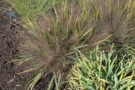Even so, a little tender loving care for your precious lawn never hurts, especially if your grass used to be. Eragrostis Spectabilis Purple Lovegrass Purple Love Grass Tumble Grass North Carolina Extension Gardener Plant Toolbox