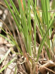 Image result for Fimbristylis aphylla