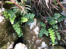 Image result for Sericanthe sp. F